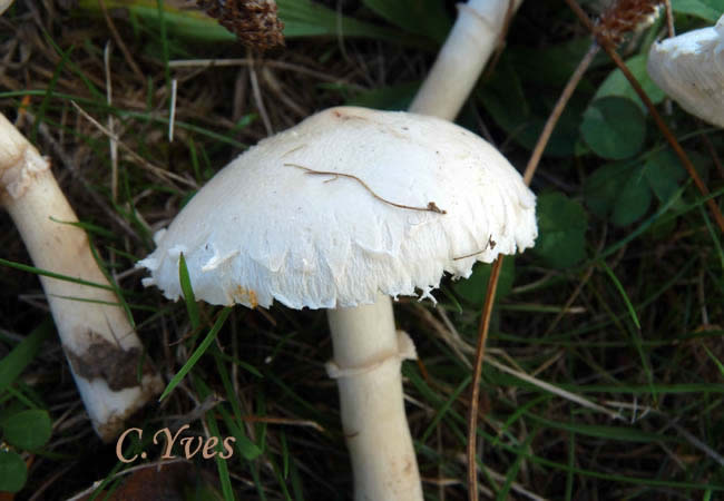 Macrolepiota excoriata, Lépiote excoriée.