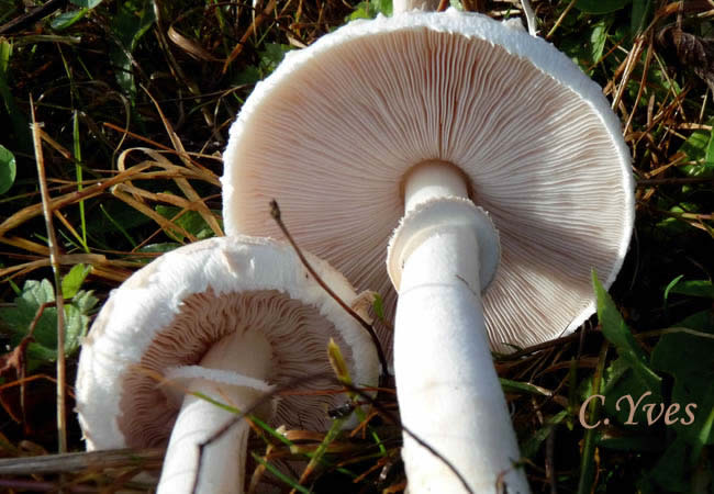Macrolepiota excoriata, Lépiote excoriée.