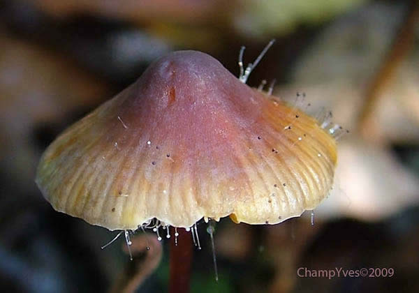 Spinellus fusiger sur Mycena haematopus, Mycène à lait rouge.
