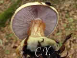 Cortinarius calochrous
