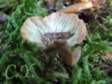 Cotylidia pannosa.