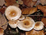 Hebeloma mesophaeum, Hébélome à centre brun, Hebelome à centre sombre, Hymenogasteraceae.