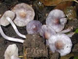Inocybe geophylla var.lilacina, Inocybe lilas.
