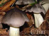 Tricholoma portentosum, tricholome prétentieux, tricholome merveilleux