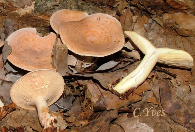 Lactarius chrysorrheus, Lactaire à lait doré ou Lactaire à lait jaune d'or