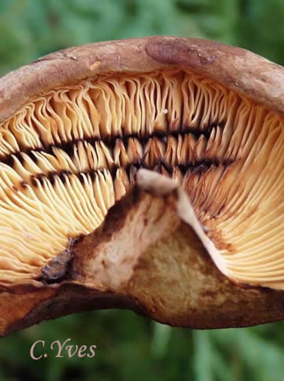 Lactarius volemus, le Lactaire à lait abondant.