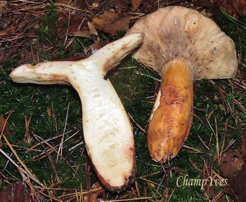 Lactarius volemus, le Lactaire à lait abondant.