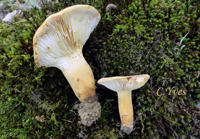 Lactifluus volemus var. flavus.
