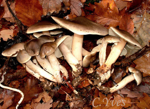 Lyophyllum decastes, un champignon aux pieds agrégés les uns aux autres.