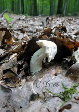Tricholoma columbetta, un champignon puissant qui se cache sous les feuilles.