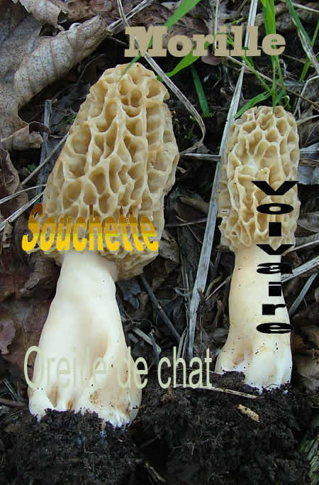 Les champignons,noms vernaculaires.