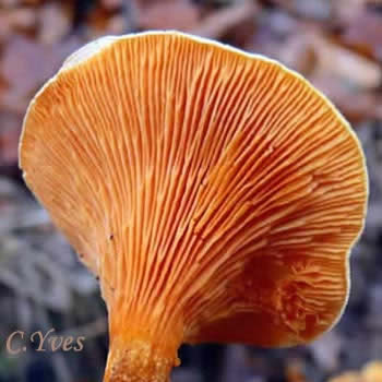 Amanita phalloides, Amanite phalloïde.