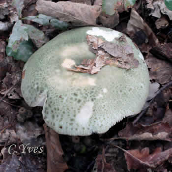 Amanita phalloides, Amanite phalloïde.
