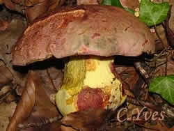 Butyriboletus regius