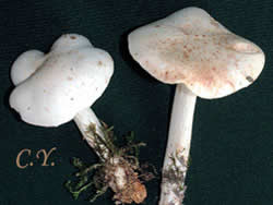 Collybia maculata