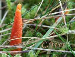 Cordyceps militaris.