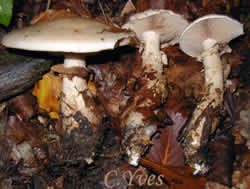 Hebeloma radicosum