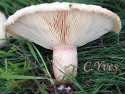 Lactarius pubescens