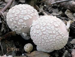Lycoperdon mammiforme.