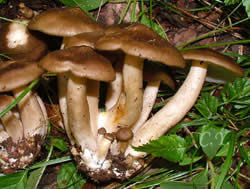 Lyophyllum decastes
