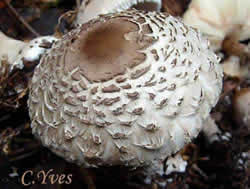 Macrolepiota rhacodes