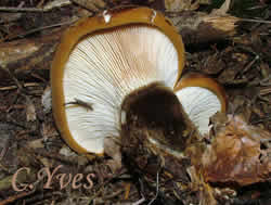 Paxillus atrotomentosus