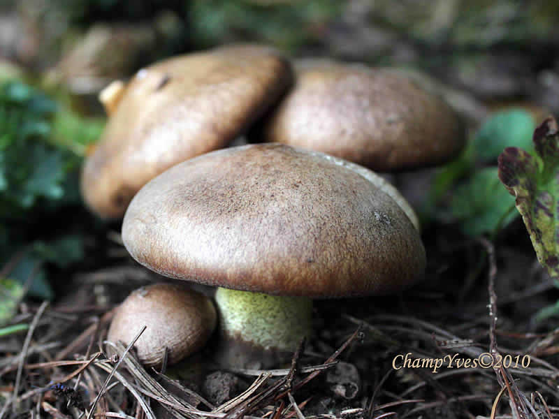 Suillus collinitus