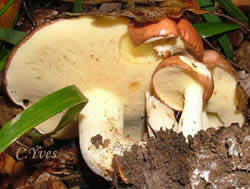 Suillus granulatus