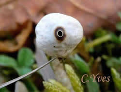 Tulostoma brumale.