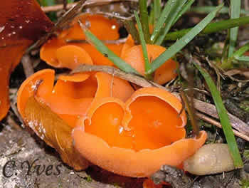 Aleuria aurantia.