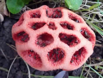 Clathrus ruber.