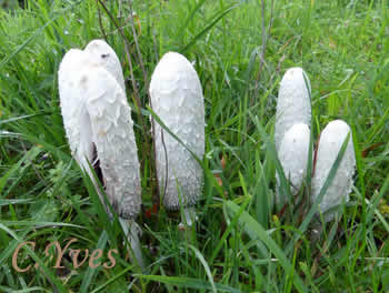 Coprinus comatus.