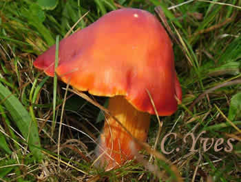 Hygrocybe punicea.