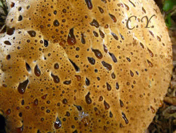 Inonotus dryadeus.