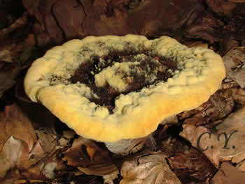 Phaeolus schweinitzii, Polyporus schweinitzii.