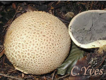 Scleroderma citrinum
