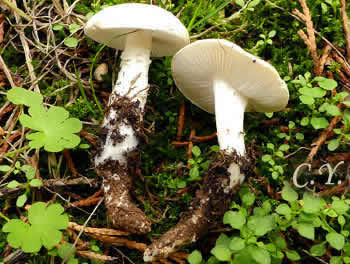 Tricholomella constricta.