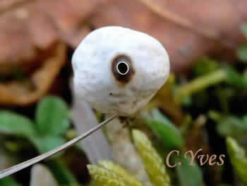 Tulostoma brumale.
