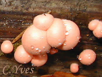 Lycogala epidendrum, Lycoperdon epidendrum.