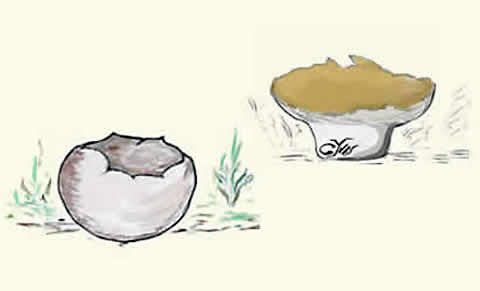 Champignons cupuliformes, discoïdes, en réceptacle ... Champignons cupuliformes, discoïdes, en réceptacle ...