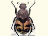 Trichius fasciatus, Trichie fasciée